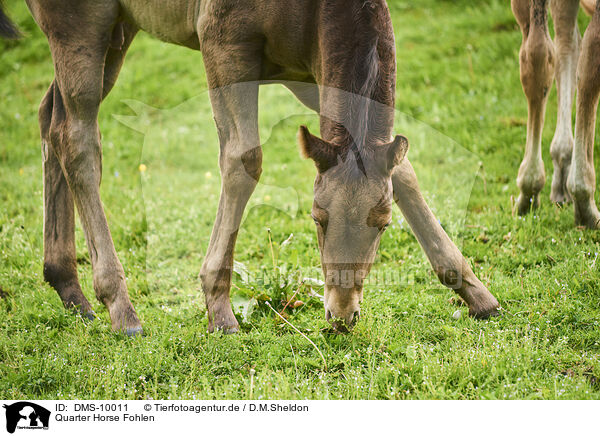 Quarter Horse Fohlen / Quarter Horse foal / DMS-10011