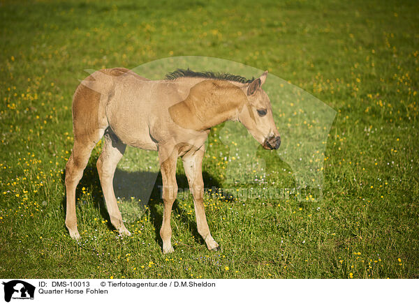 Quarter Horse Fohlen / Quarter Horse foal / DMS-10013