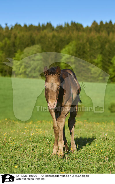 Quarter Horse Fohlen / Quarter Horse foal / DMS-10020