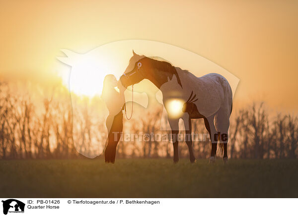 Quarter Horse / Quarter Horse / PB-01426