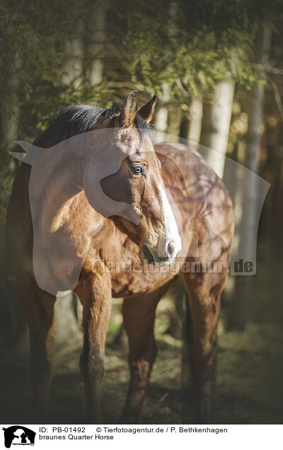 braunes Quarter Horse / PB-01492