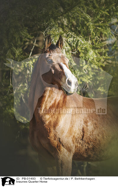 braunes Quarter Horse / brown Quarter Horse / PB-01493