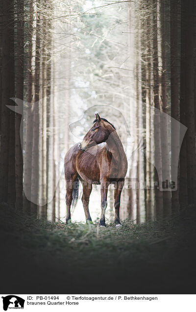 braunes Quarter Horse / PB-01494