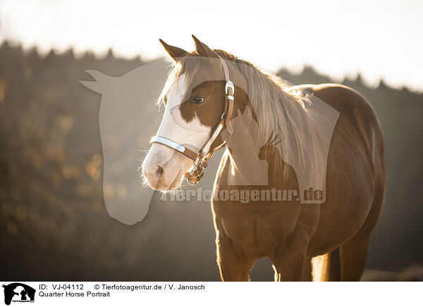 Quarter Horse Portrait / VJ-04112