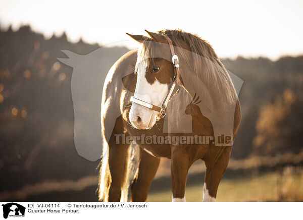 Quarter Horse Portrait / VJ-04114