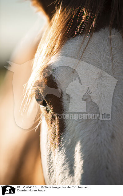 Quarter Horse Auge / VJ-04115