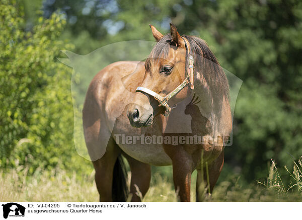ausgewachsenes Quarter Horse / VJ-04295