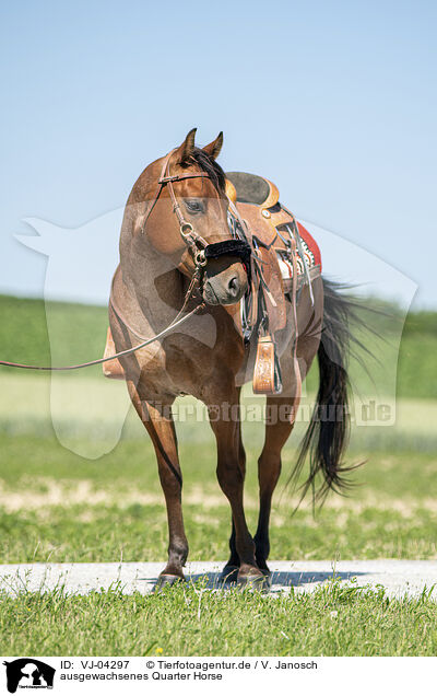 ausgewachsenes Quarter Horse / VJ-04297