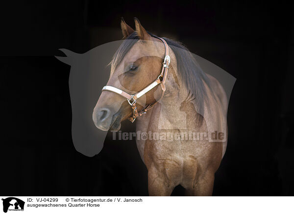 ausgewachsenes Quarter Horse / VJ-04299