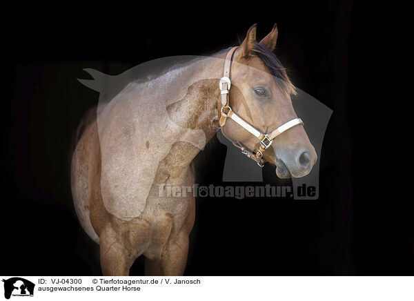 ausgewachsenes Quarter Horse / VJ-04300