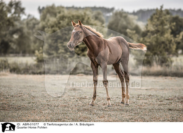 Quarter Horse Fohlen / ABR-01077