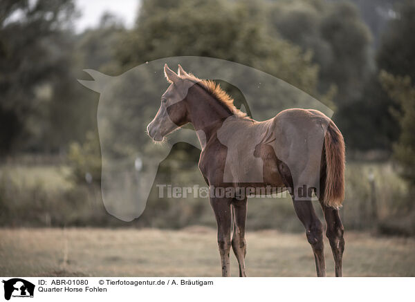 Quarter Horse Fohlen / Quarter Horse foal / ABR-01080