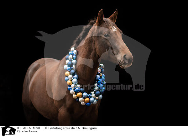 Quarter Horse / Quarter Horse / ABR-01090