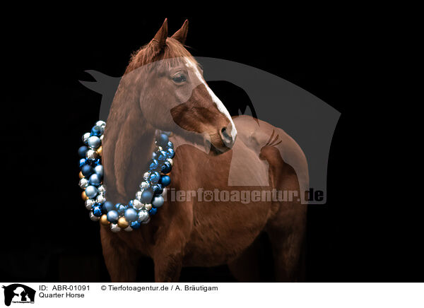 Quarter Horse / Quarter Horse / ABR-01091