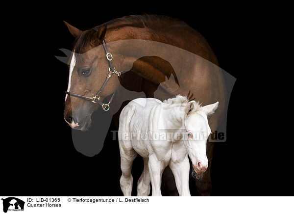 Quarter Horses / Quarter Horses / LIB-01365