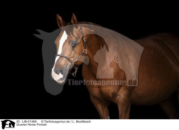 Quarter Horse Portrait / LIB-01366