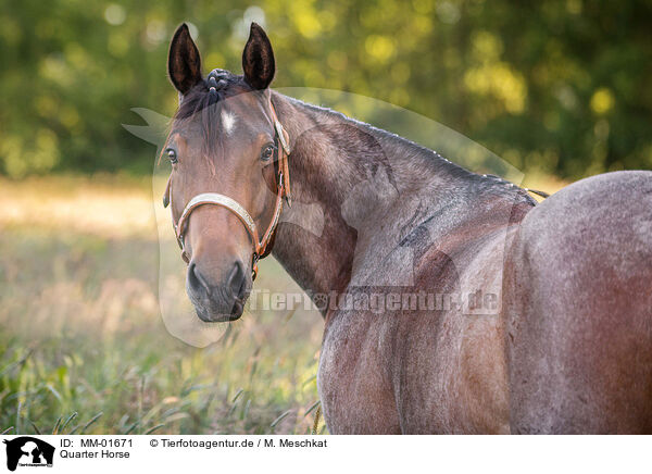 Quarter Horse / Quarter Horse / MM-01671