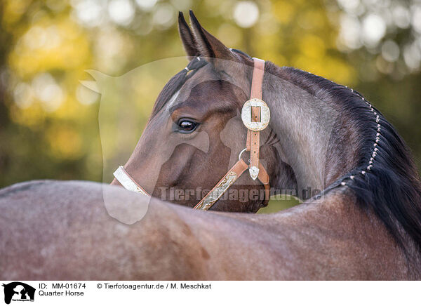 Quarter Horse / MM-01674