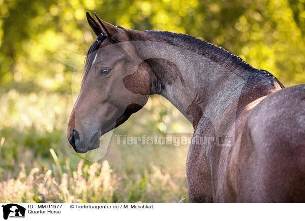 Quarter Horse / MM-01677
