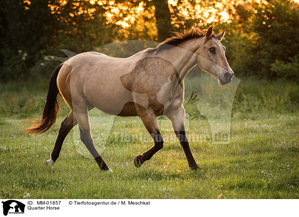 Quarter Horse / Quarter Horse / MM-01857