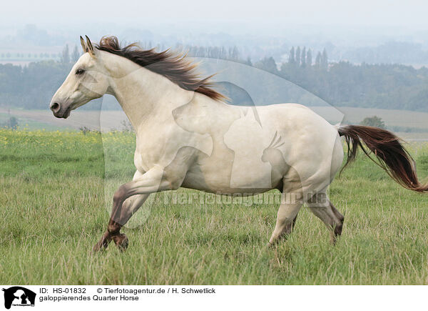 galoppierendes Quarter Horse / galloping Quarter Horse / HS-01832