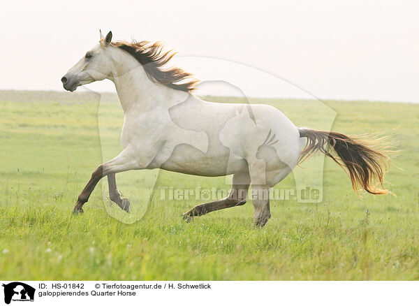galoppierendes Quarter Horse / HS-01842