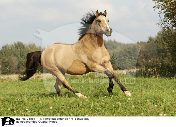 galoppierendes Quarter Horse / galloping Quarter Horse / HS-01857