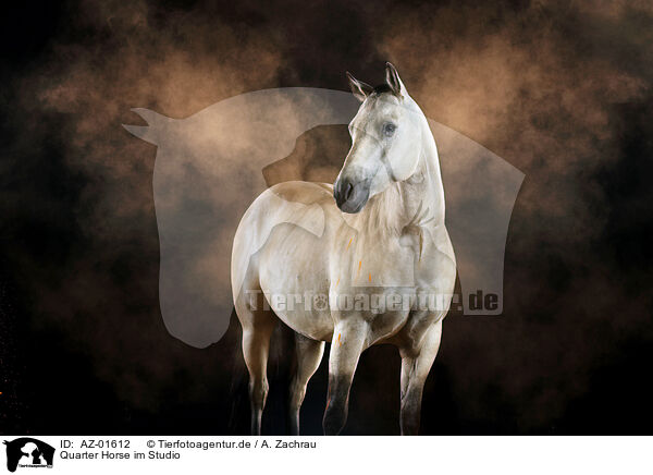Quarter Horse im Studio / AZ-01612
