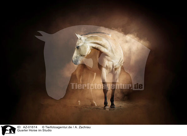 Quarter Horse im Studio / AZ-01614