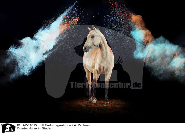 Quarter Horse im Studio / Quarter Horse in studio / AZ-01615