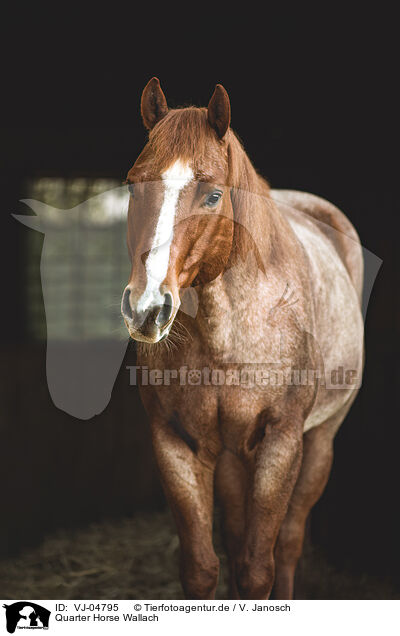 Quarter Horse Wallach / Quarter Horse gelding / VJ-04795