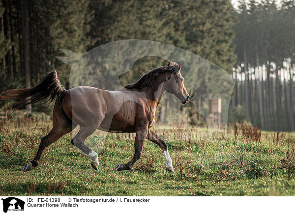 Quarter Horse Wallach / Quarter Horse gelding / IFE-01398