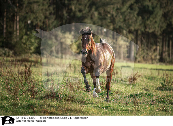 Quarter Horse Wallach / IFE-01399