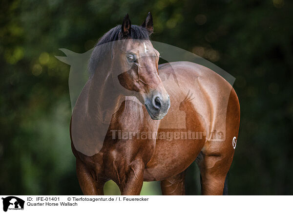 Quarter Horse Wallach / Quarter Horse gelding / IFE-01401