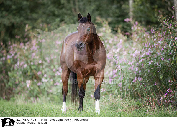 Quarter Horse Wallach / IFE-01403