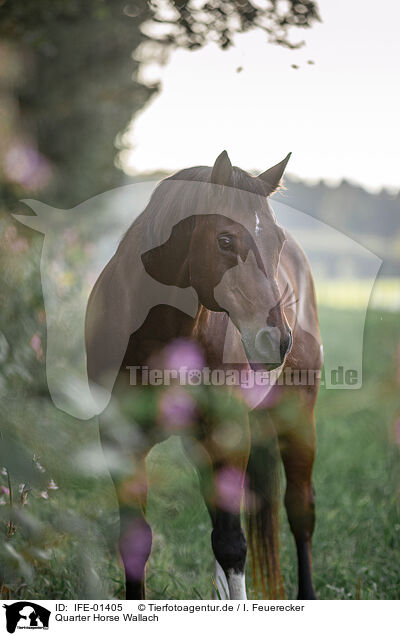 Quarter Horse Wallach / IFE-01405