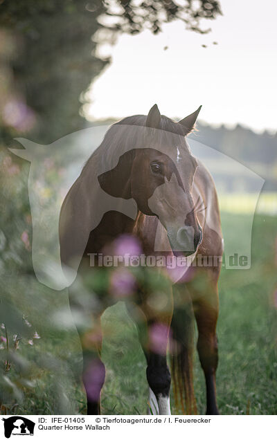 Quarter Horse Wallach / Quarter Horse gelding / IFE-01405