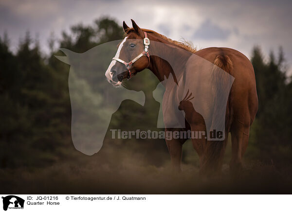 Quarter  Horse / Quarter  Horse / JQ-01216