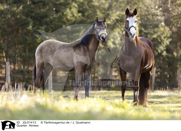 Quarter  Horses / Quarter  Horses / JQ-01413