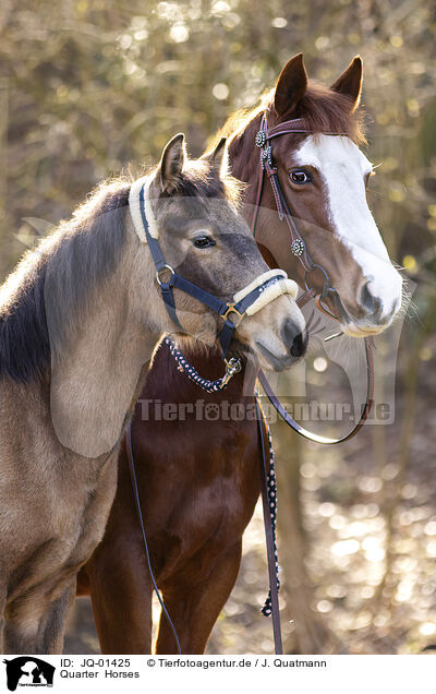 Quarter  Horses / Quarter  Horses / JQ-01425