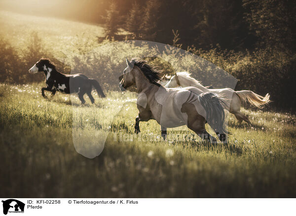Pferde / horses / KFI-02258