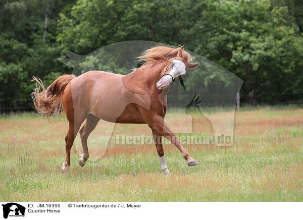 Quarter Horse / Quarter Horse / JM-16395