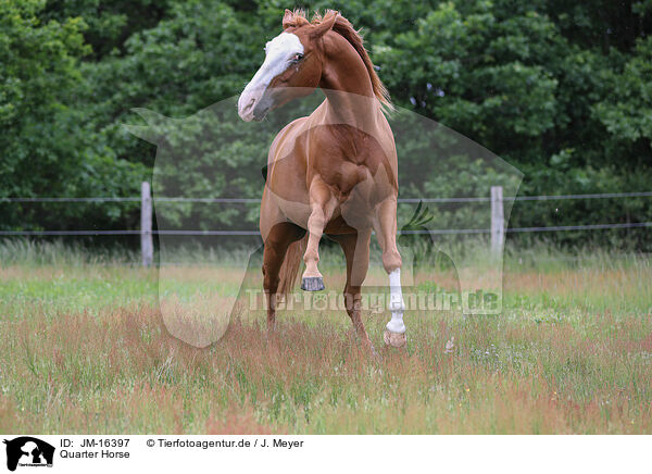 Quarter Horse / Quarter Horse / JM-16397