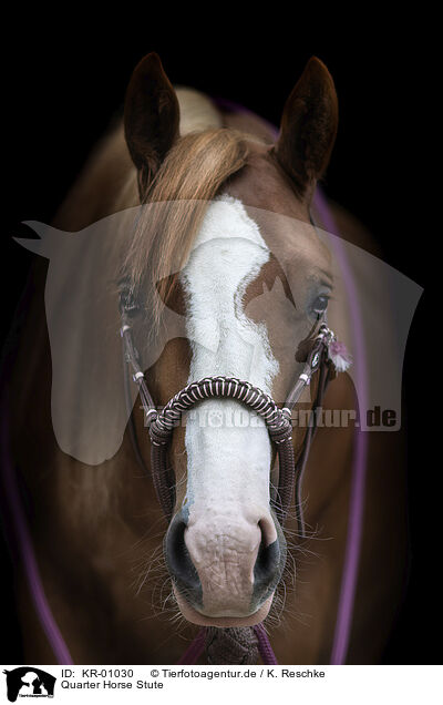 Quarter Horse Stute / Quarter Horse mare / KR-01030