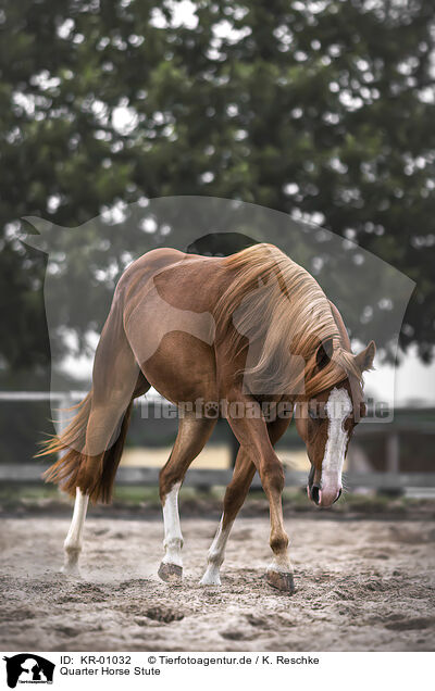 Quarter Horse Stute / Quarter Horse mare / KR-01032