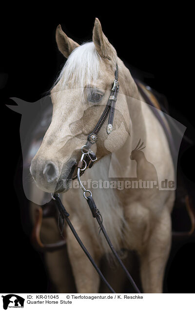 Quarter Horse Stute / Quarter Horse mare / KR-01045