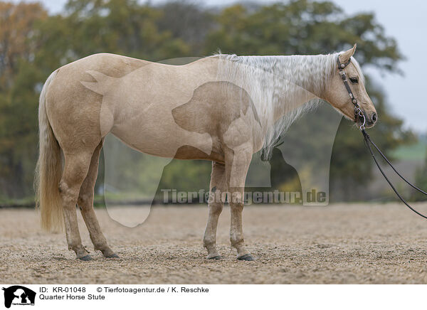 Quarter Horse Stute / Quarter Horse mare / KR-01048