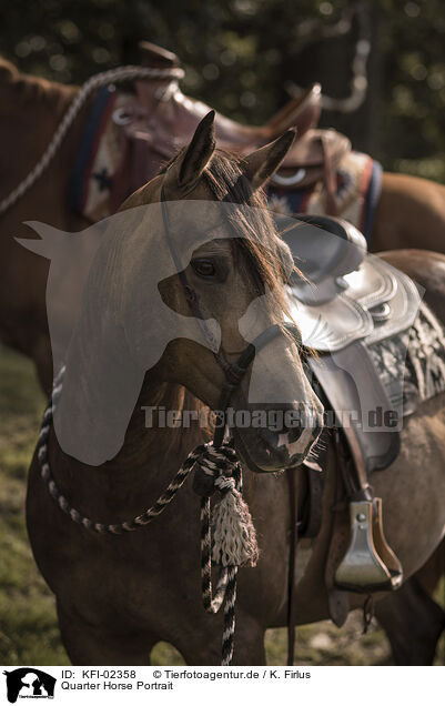 Quarter Horse Portrait / KFI-02358