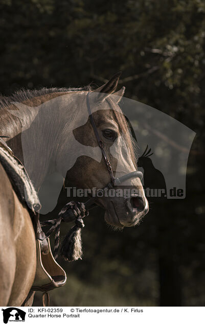 Quarter Horse Portrait / KFI-02359