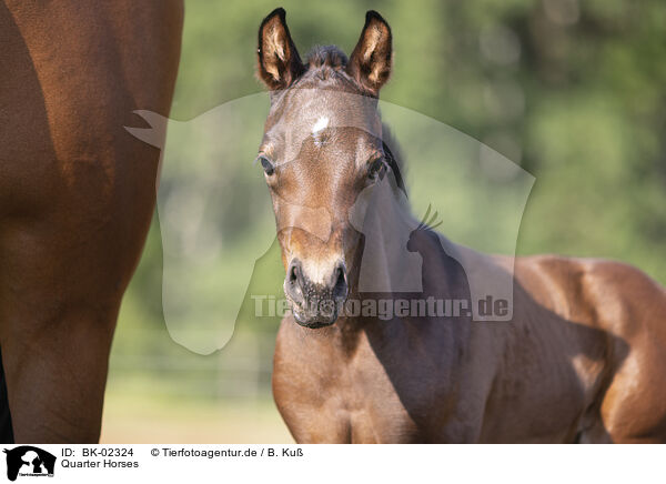 Quarter Horses / Quarter Horses / BK-02324